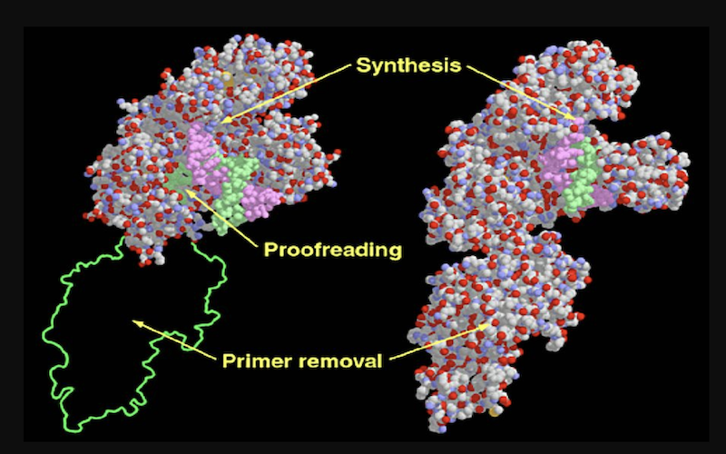 DNA Polymerases